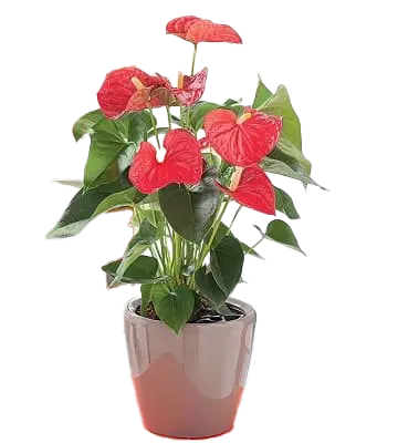 Anthurium (moyen)