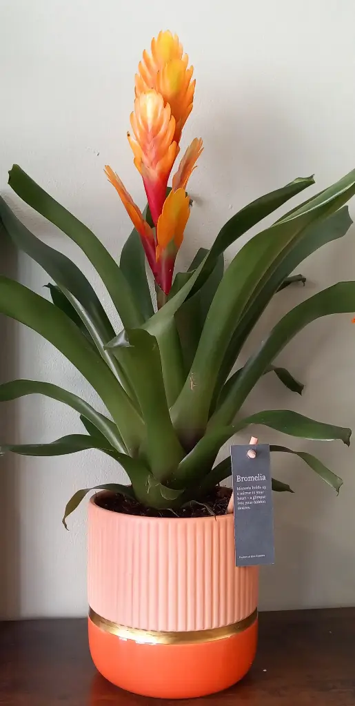 Guzmania 35€ (Rose)