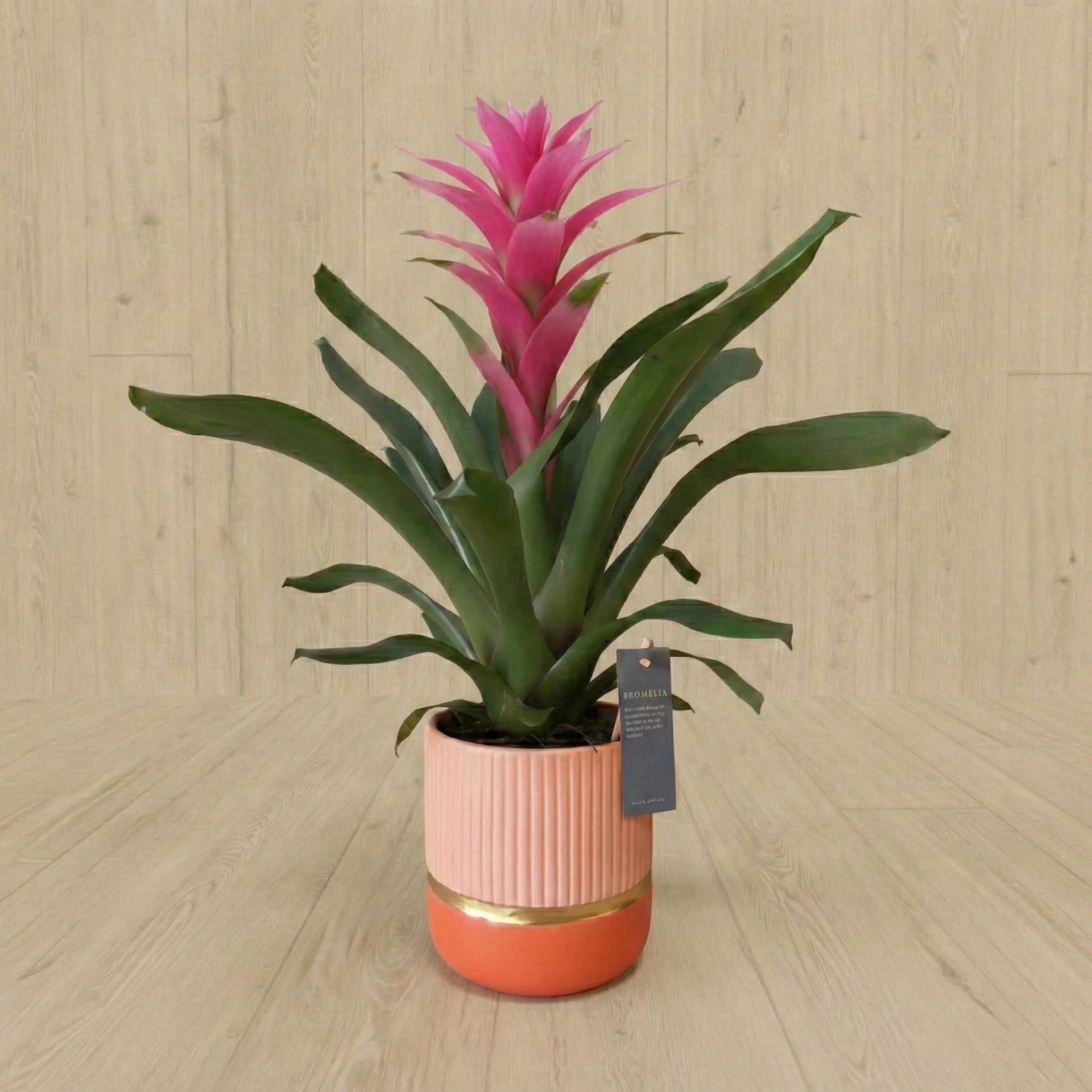 Guzmania 35€ (Rose)