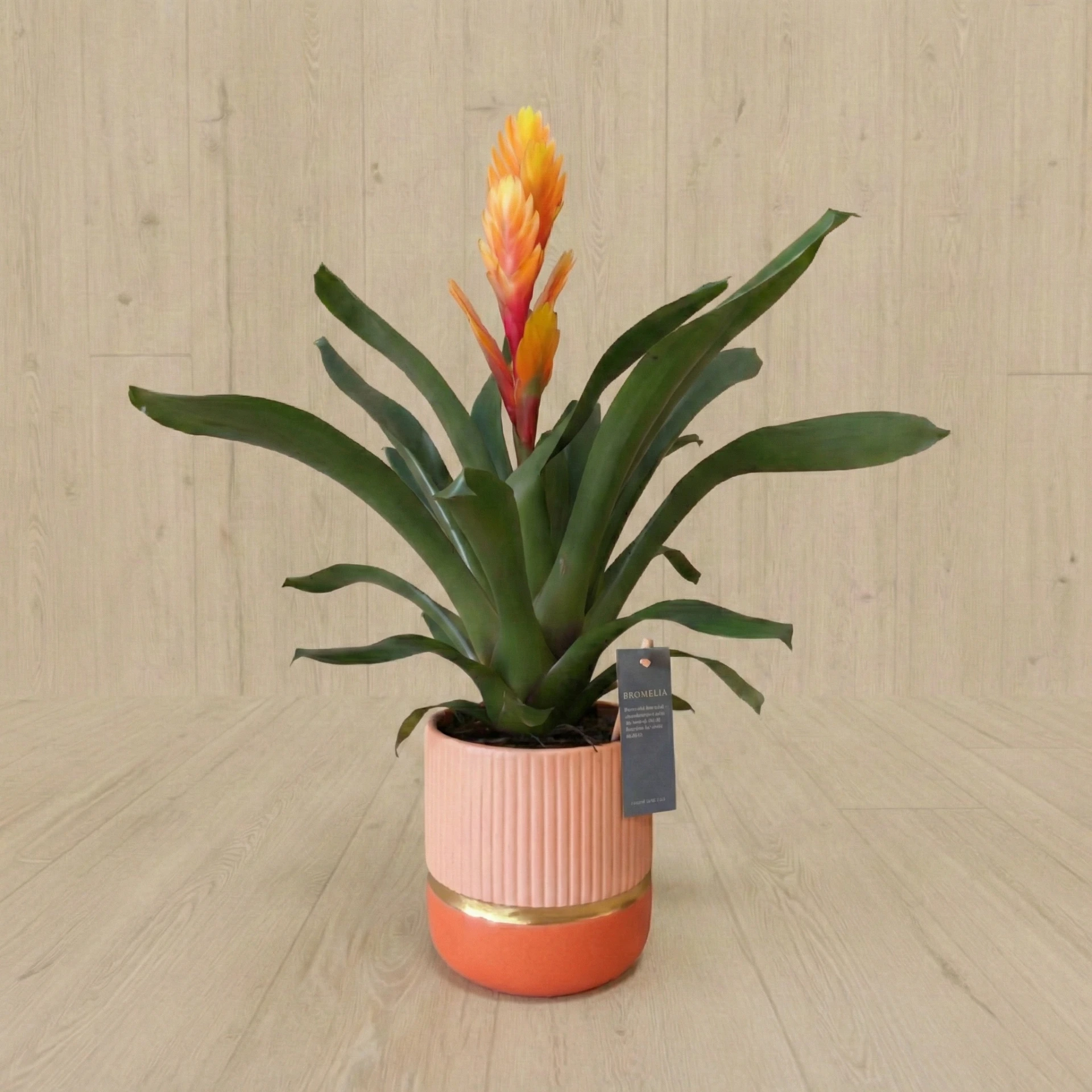Guzmania 35€