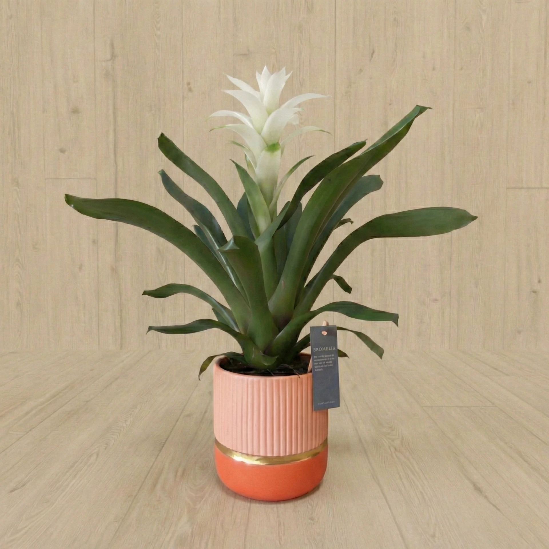 Guzmania 35€