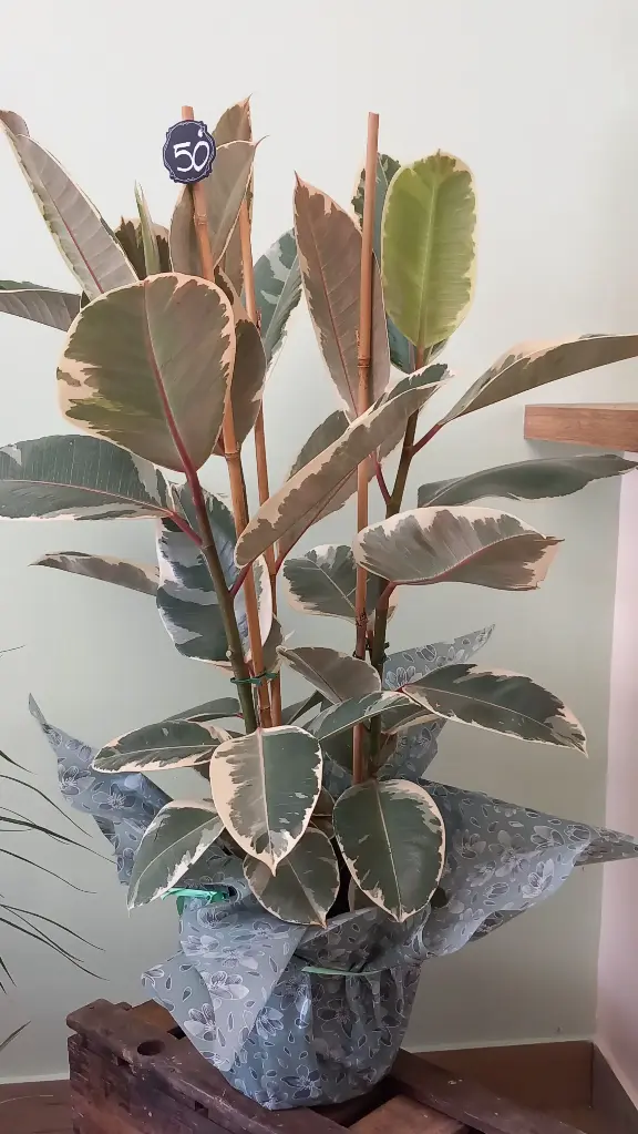 Ficus caoutchouc 50€