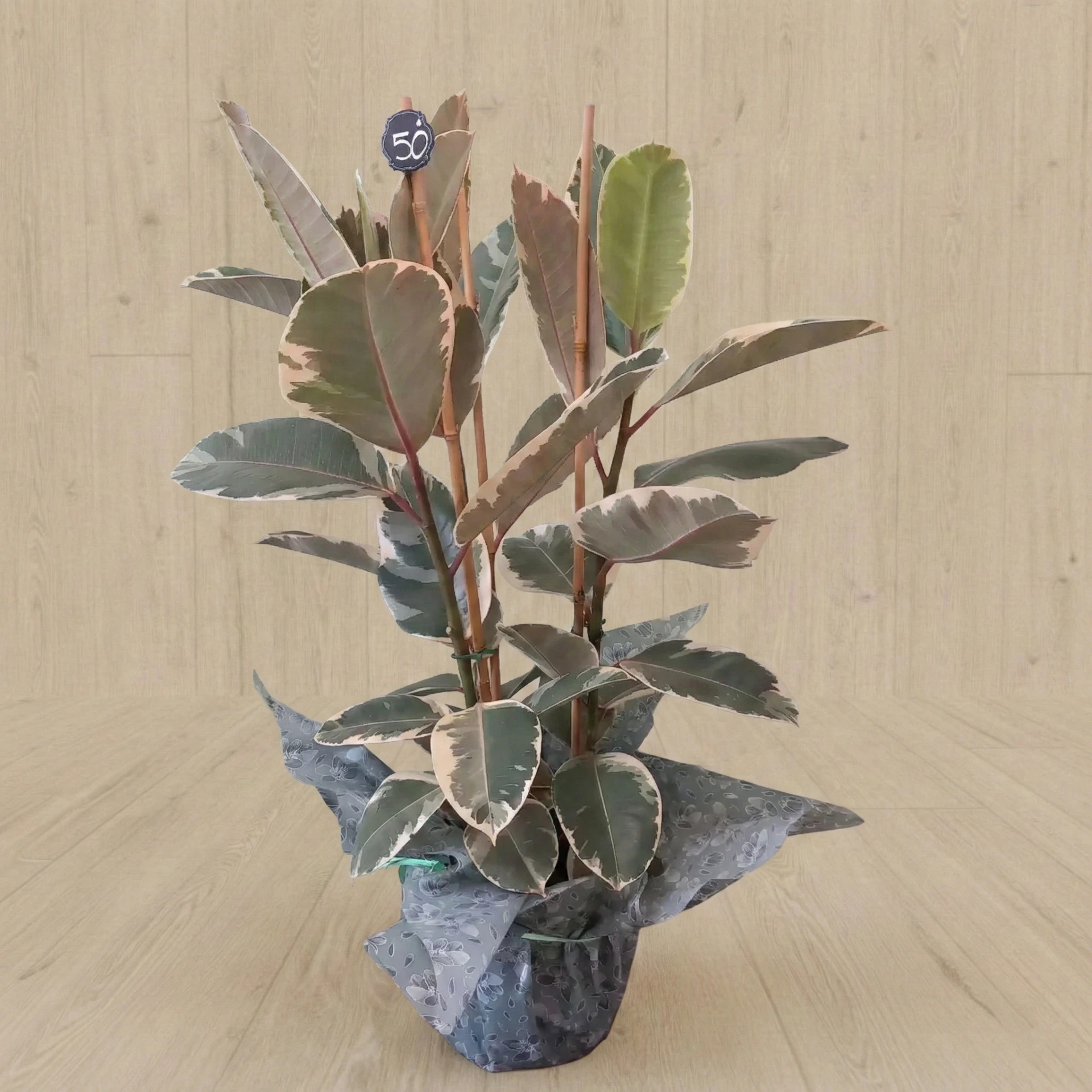 Ficus caoutchouc 50€