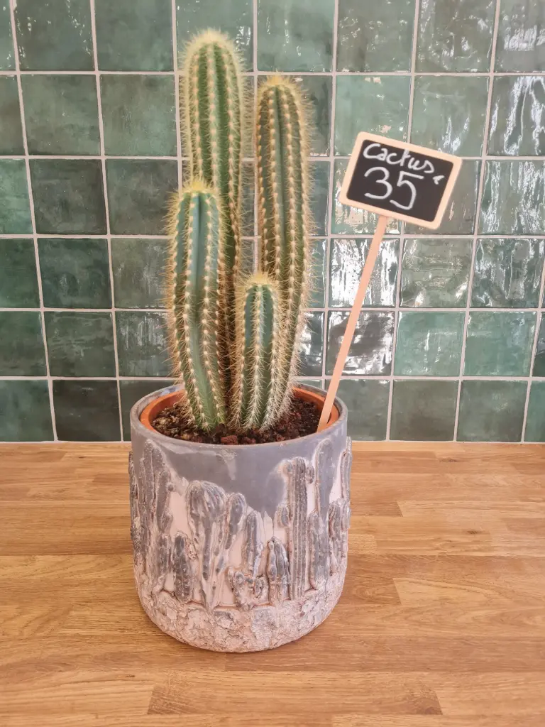 Cactus + pot