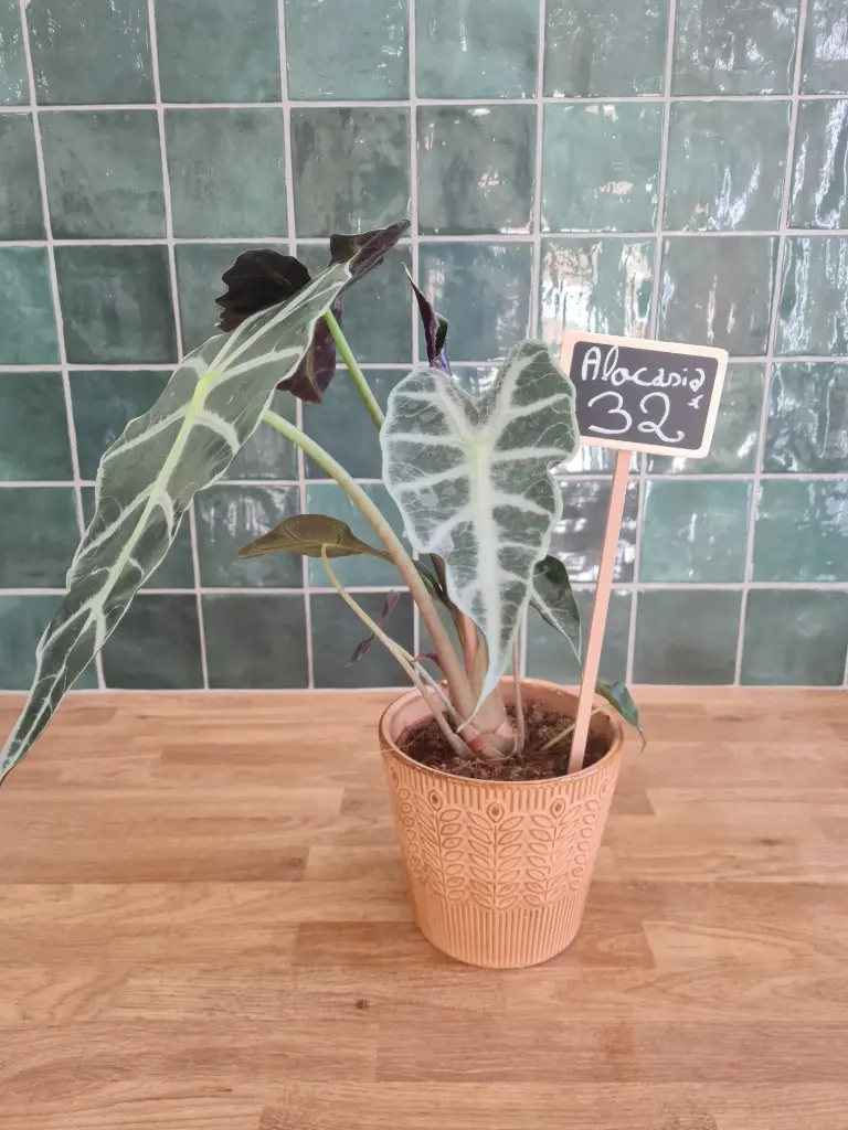 Alocasia