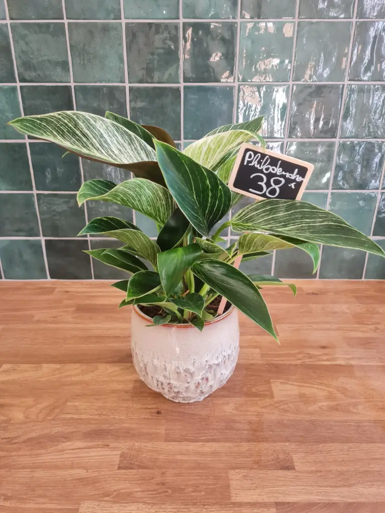 Philodendron + pot
