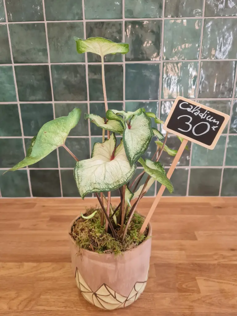 Caladium + pot