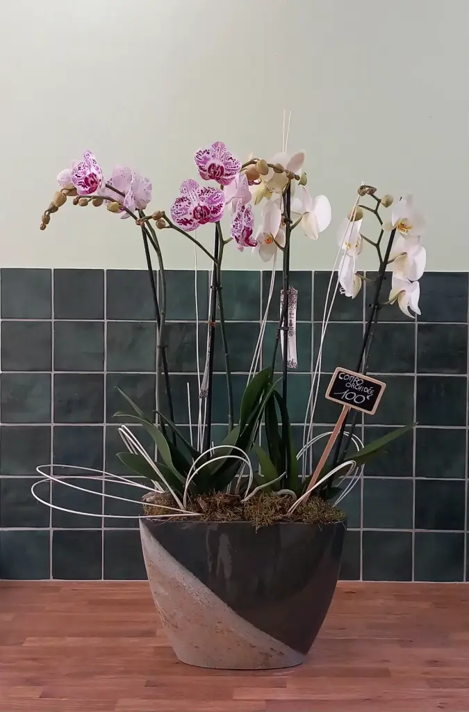 Composition Orchidée