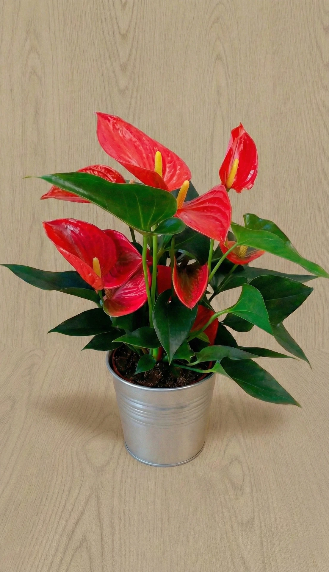 Anthurium 40€