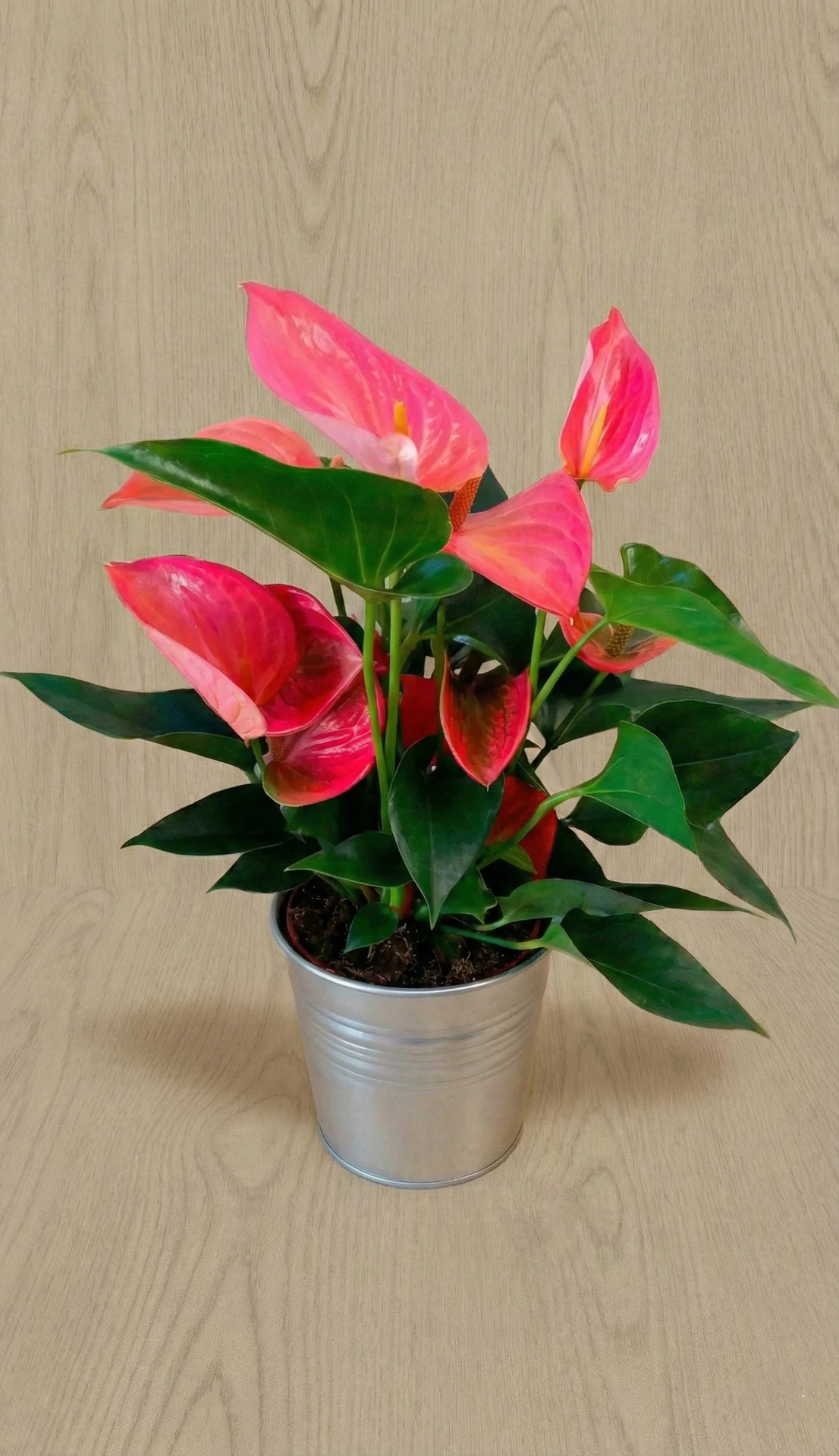 Anthurium 40€