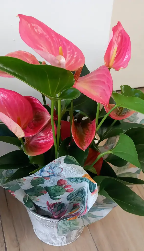Anthurium 40€ (Rose)