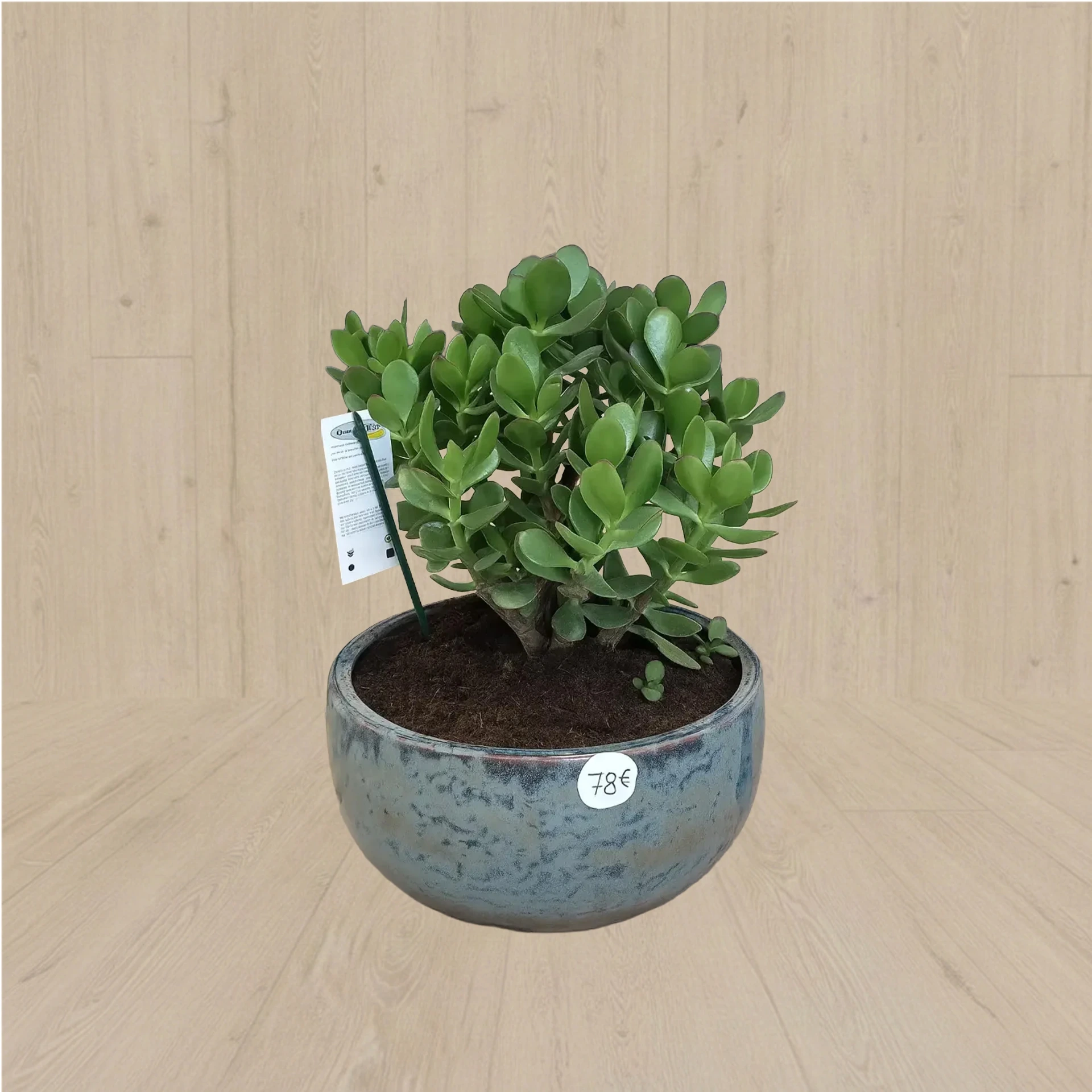 Arbre de jade coupe 78€