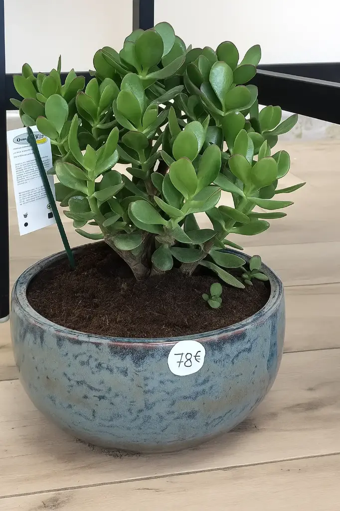 Arbre de jade coupe 78€