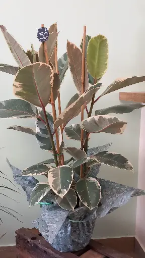 Ficus caoutchou