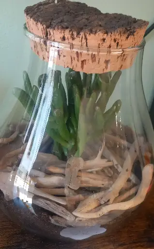 Plantes verres