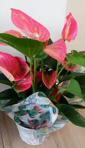 Anthurium (moyen)