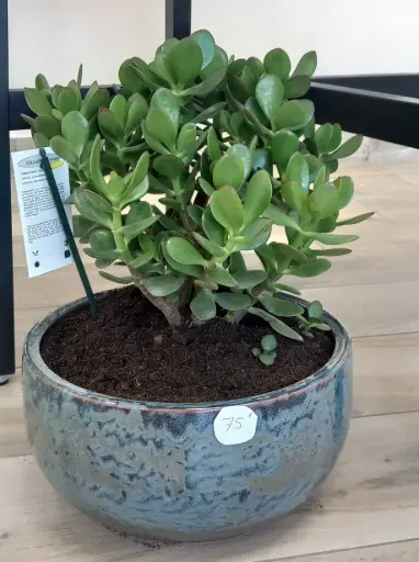 Arbre de jade coupe