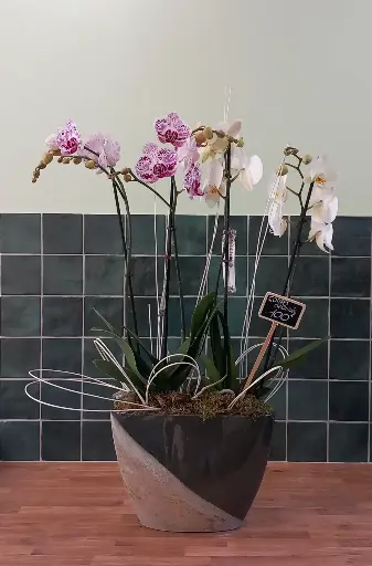 Composition Orchidée